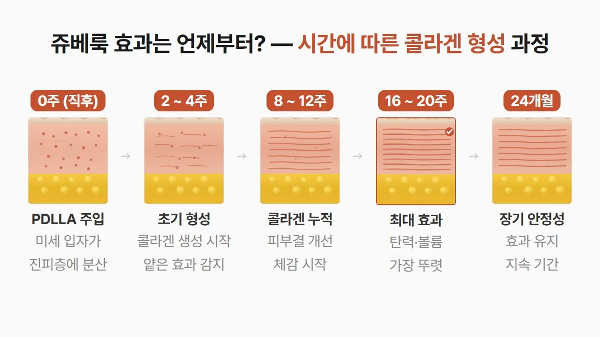 강남 피부과 쥬베룩 시술 후 콜라겐 형성 단계별 효과