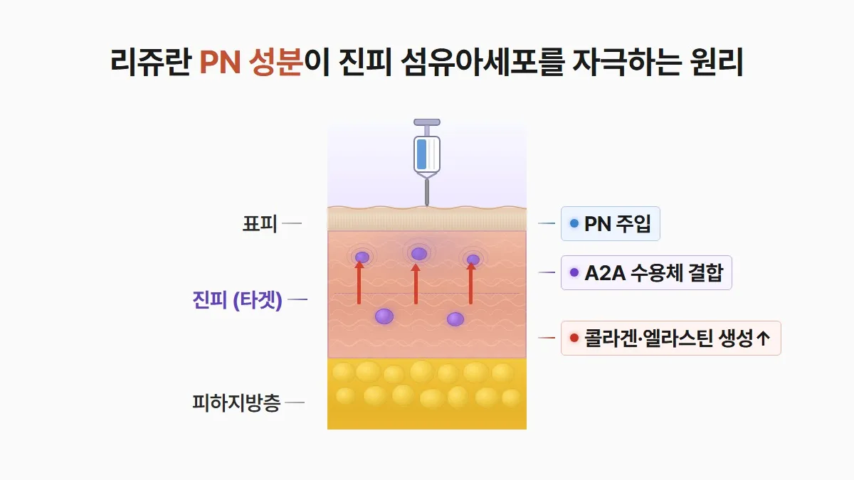 강남 피부과 리쥬란 PN 성분 진피층 작용 원리