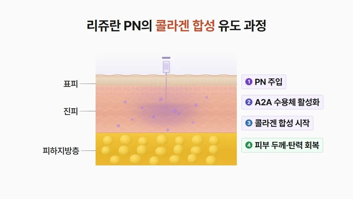 강남 피부과 리쥬란 PN 콜라겐 합성 원리
