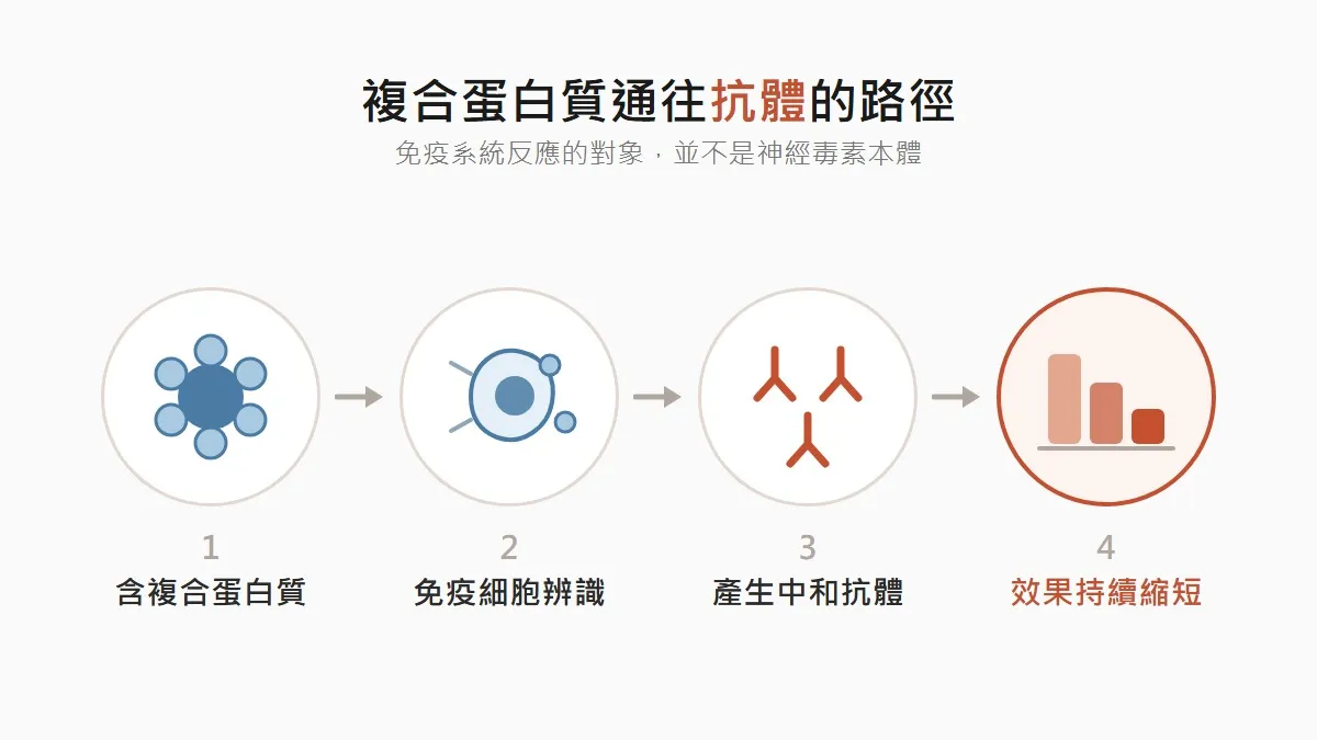 首爾肉毒抗體形成的路徑